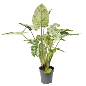 Variegated Elephant Ear - Alocasia macrorrhiza 'variegata' (24 cm pot)
