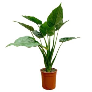 Elephant ear - Alocasia 'portodora' (24cm pot)
