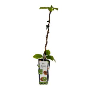 Kiwi - Actinidia deliciosa (16cm pot)