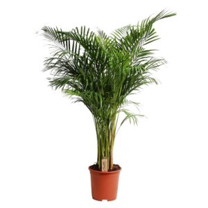 Areca Palm - Dypsis Lutescens (24cm pot)
