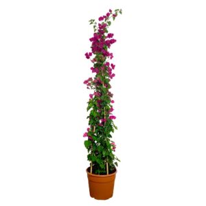 Buganvília - Bougainvillea sp. (vaso 30cm)
