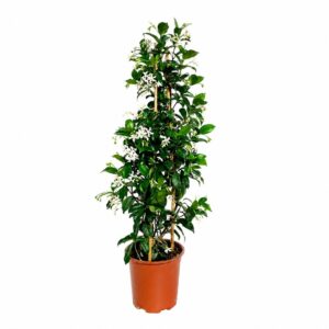Jasmim Estrela - Trachelospermum jasminoides (vaso 17cm)