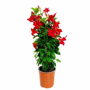 Dipladénia - Mandevilla spp. (vaso 14cm)