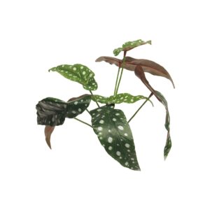 Begónia Polkadot artificial  (33cm altura)
