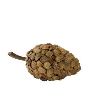 Pinha decorativa de Bétula natural (28cm comprimento)