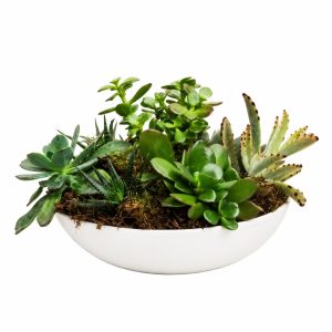 Oásis de Suculentas (taça 24cm diâmetro)